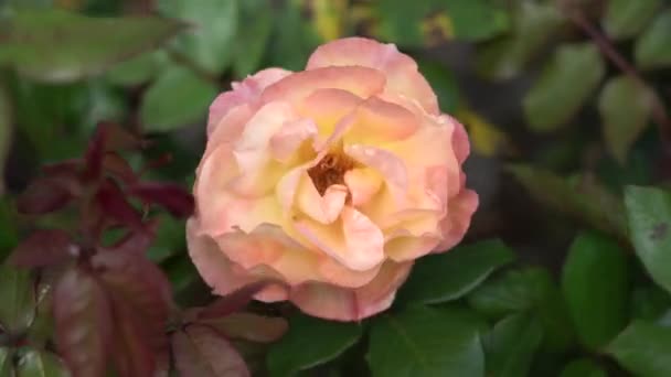 Ρόουζ Μπαντ Όμορφο Τριαντάφυλλο Φυτό Μια Ηλιόλουστη Και Θυελλώδη Μέρα — Αρχείο Βίντεο