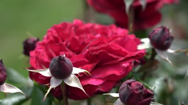 Rose Bud Bella Pianta Rosa Una Giornata Sole Vento Viedo — Video Stock