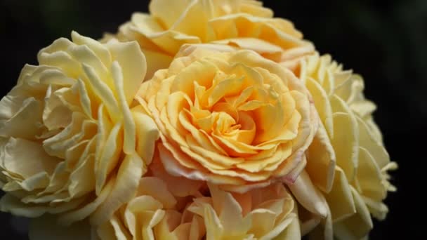 玫瑰花蕾 在阳光明媚 多风的天气里 美丽的玫瑰植物 4K维多 — 图库视频影像