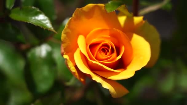 Rose Bud Hermosa Planta Rosas Día Soleado Ventoso Viedo — Vídeo de stock