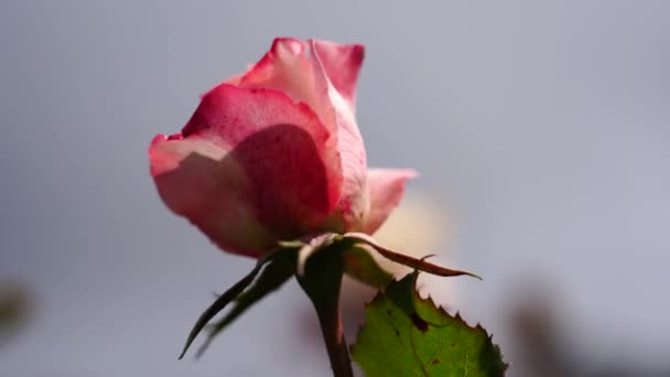 Pączek Róży Piękna Roślina Różana Słoneczny Wietrzny Dzień Viedo — Wideo stockowe