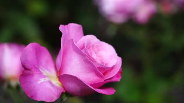 Rose Bud Hermosa Planta Rosas Día Soleado Ventoso Viedo — Vídeos de Stock