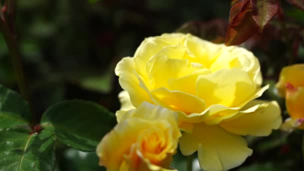 Rose Bud Hermosa Planta Rosas Día Soleado Ventoso Viedo — Vídeo de stock