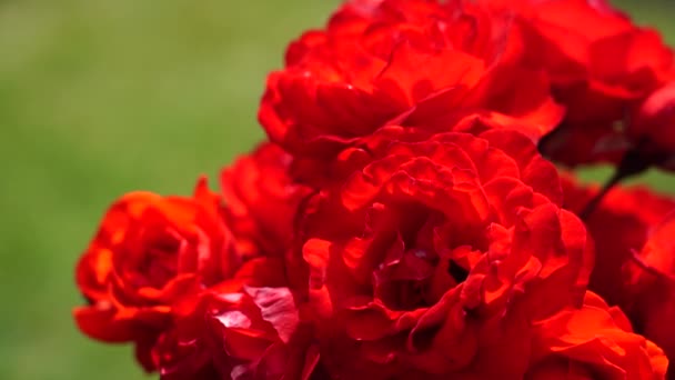 Rose Bud Krásná Růže Rostlina Slunečného Větrného Dne Viedo — Stock video