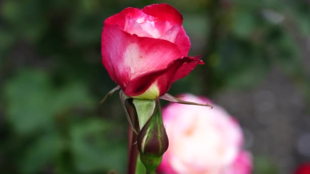 Rosenblüte Schöne Rosenpflanze Einem Sonnigen Und Windigen Tag Viedo — Stockvideo