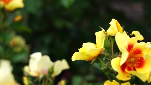 Rose Bud Hermosa Planta Rosas Día Soleado Ventoso Viedo — Vídeos de Stock