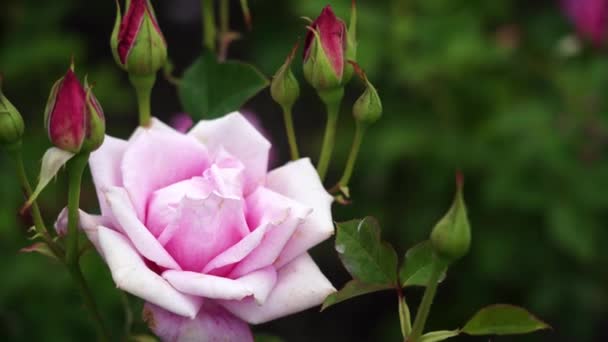 Botão Rosa Bela Rosa Planta Dia Ensolarado Ventoso Viedo — Vídeo de Stock