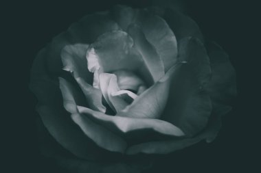 Isolale Rose, yakın çekim; eski tarz