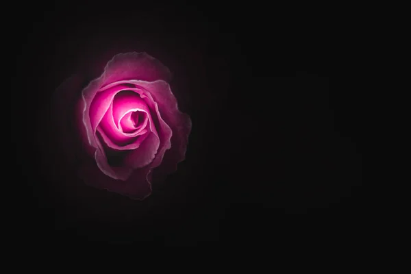 Isolale Rose en fondo negro, de cerca ; — Foto de Stock