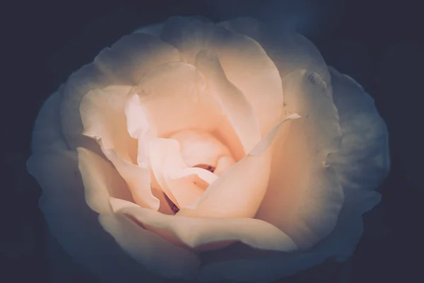 Isolale Rose, de cerca; estilo vintage — Foto de Stock