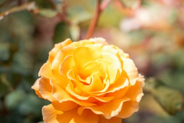 İzole edilmiş taze gül, kapat.; 