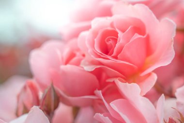 Taze Gül arkaplanı; kapat; 