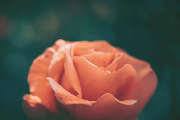 Изолированная роза крупным планом; винтажный стиль — стоковое фото