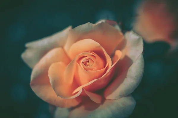 孤零零的新鲜玫瑰，特写；复古风格 — 图库照片