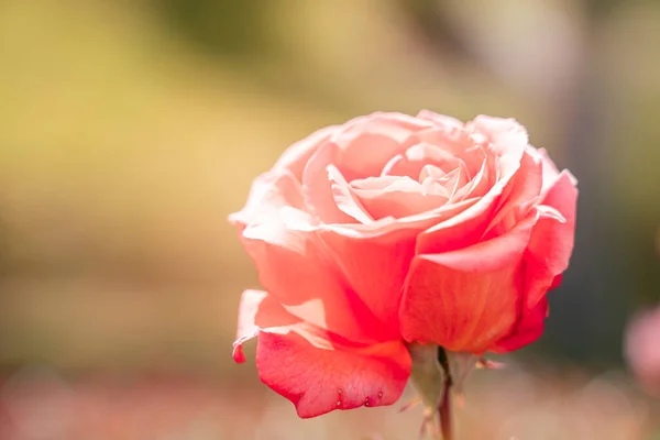 Rosa fresca aislada, de cerca ; — Foto de Stock