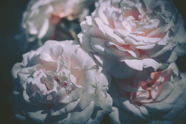 Rosa, fundo; close-up; estilo vintage — Fotografia de Stock