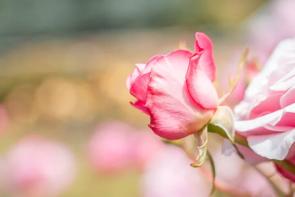 Rosa fresca aislada, de cerca ; — Foto de Stock