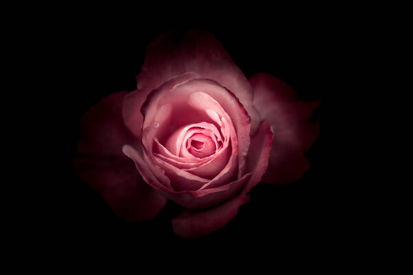 Isolated Rose in black background, close up;