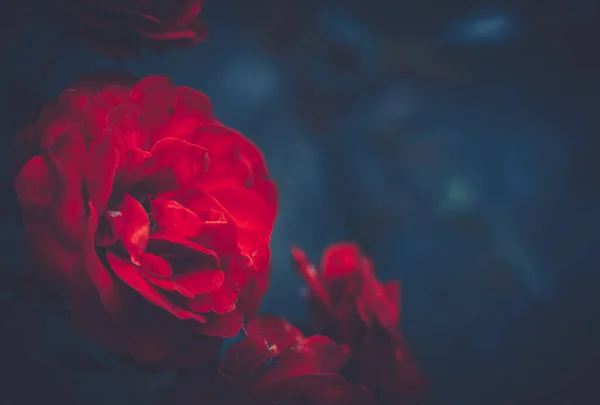 Красная роза, крупным планом, винтажный стиль — стоковое фото