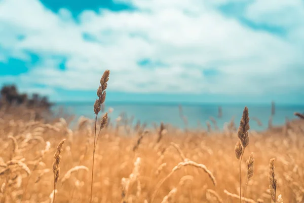 Wellington 'daki Pampas Çim Sahası, Yeni Zelanda