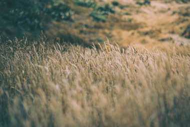 Wellington 'daki Pampas Çim Sahası, Yeni Zelanda