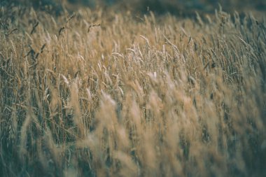 Wellington 'daki Pampas Çim Sahası, Yeni Zelanda