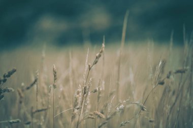 Wellington 'daki Pampas Çim Sahası, Yeni Zelanda