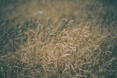 Wellington 'daki Pampas Çim Sahası, Yeni Zelanda