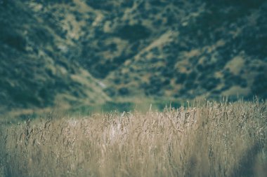 Wellington 'daki Pampas Çim Sahası, Yeni Zelanda