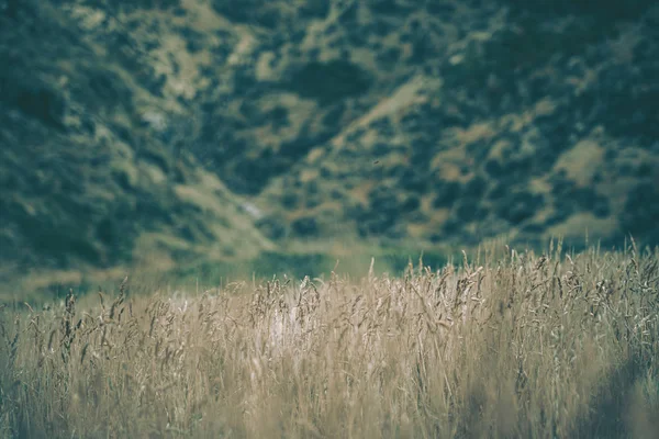 Wellington 'daki Pampas Çim Sahası, Yeni Zelanda