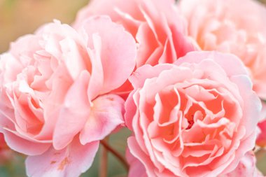 Taze Gül arkaplanı; kapat; 