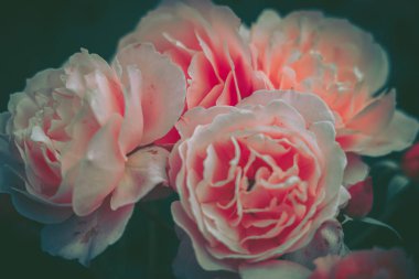 Rose, arkaplan; kapat; eski tarz