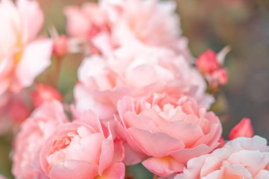 Taze Gül arkaplanı; kapat; 