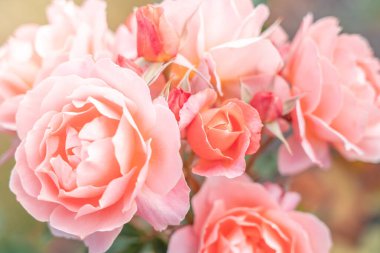 Taze Gül arkaplanı; kapat; 