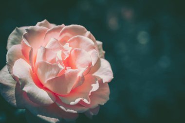 İzole edilmiş taze gül, yakın plan; eski tarz.