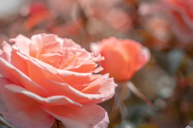 İzole edilmiş taze gül, kapat.; 