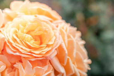 Taze Gül arkaplanı; kapat; 