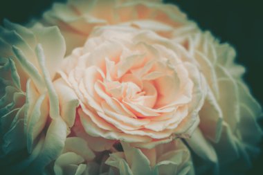 Rose, arkaplan; kapat; eski tarz