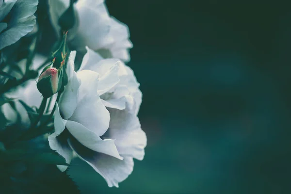 Rose, arkaplan; kapat; eski tarz — Stok fotoğraf