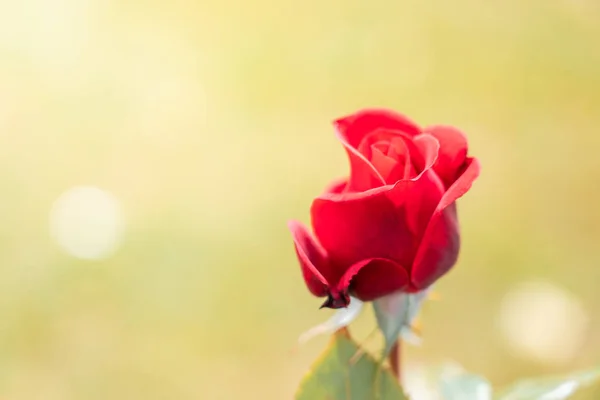 Ізольована свіжа троянда.; — стокове фото