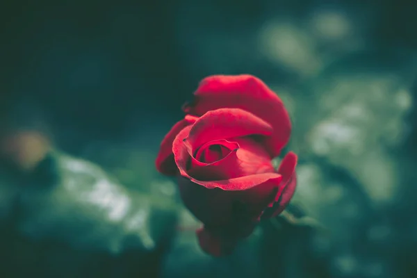 Isolado Fresh Rose, close-up; estilo vintage — Fotografia de Stock