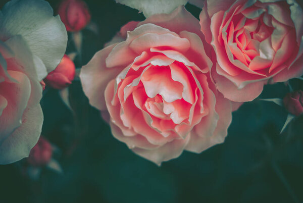 Rose, background; close up; vintage style