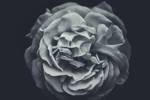 Rosa fresca aislada, de cerca; Estilo blanco y negro — Foto de Stock