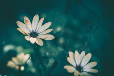 Papatya çiçeği arkaplanı; doğa arkaplanı