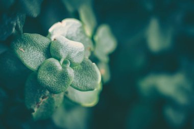 Yeşil Yaprak dokusu; doğa arkaplanı
