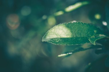 Yeşil Yaprak dokusu; doğa arkaplanı