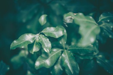 Yeşil Yaprak dokusu; doğa arkaplanı