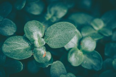 Yeşil Yaprak dokusu; doğa arkaplanı