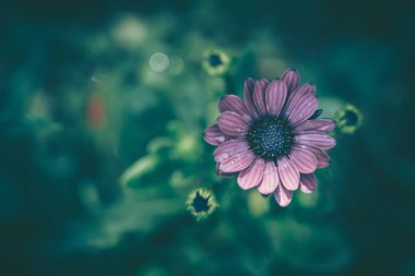 Papatya çiçeği arkaplanı; doğa arkaplanı