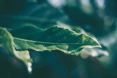 Yeşil Yaprak dokusu; doğa arkaplanı